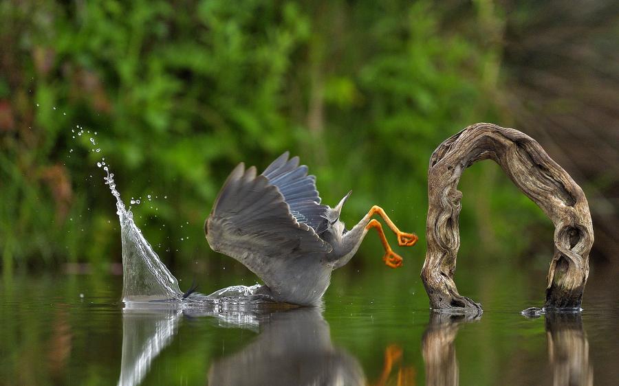 Mergulho inesperado da garça / Foto: Vittorio Ricci