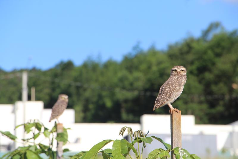 Fonte: National Geographic Brasil / Fotos: JDI