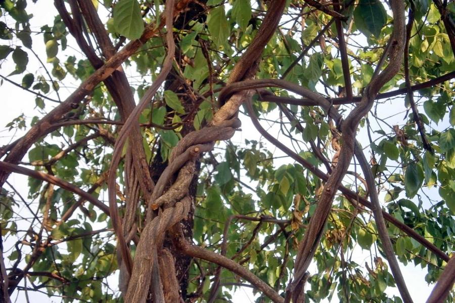 O chá de ayahuasca, também conhecido como Santo Daime, é uma bebida feita a partir da infusão de duas plantas amazônicas, o cipó-jagube e o arbusto-chacrona