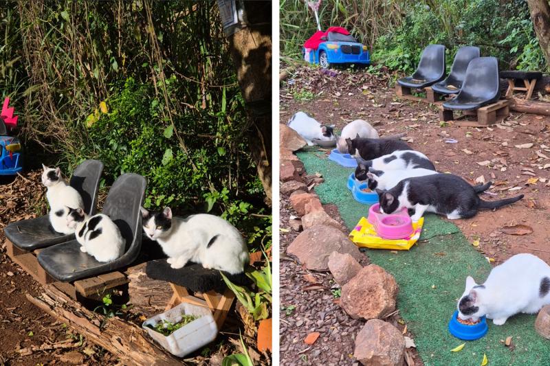 Remoção de gatos gera reclamação no bairro Beira Rio em Dois Irmãos