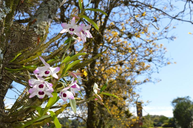 Primavera deixa as plantas ainda mais belas