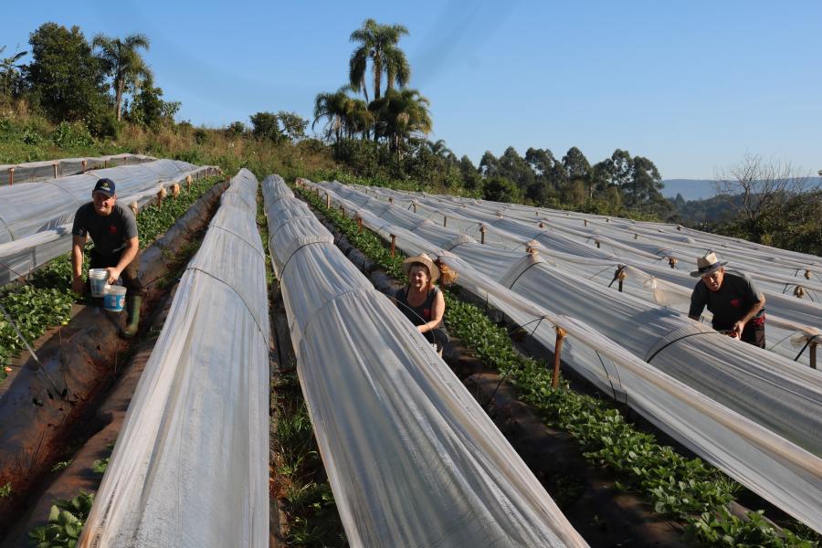 São 60 mil pés da fruta em estufas