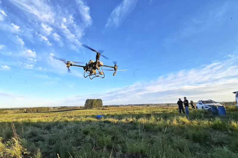 Secretaria da Agricultura valida solução biológica inédita contra carrapato com aplicação por drone nas pastagens