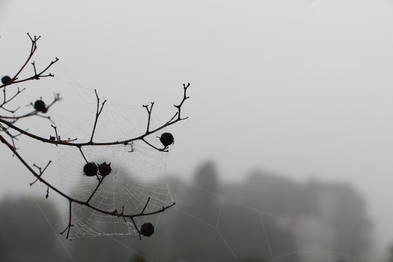 Dia começou sob forte neblina em Dois Irmãos (Fonte: Correio do Povo / Foto: JDI)