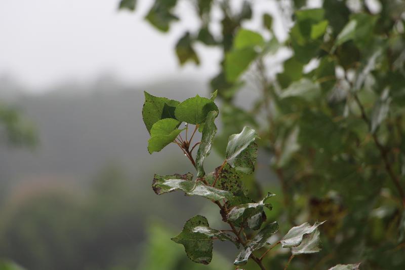 Fonte: GZH / Foto: JDI