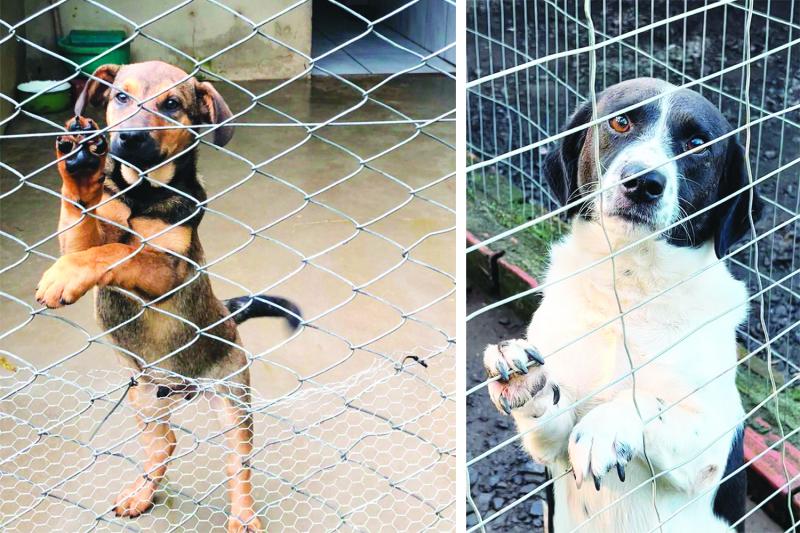 Voluntários destacam que só serão recolhidos cães de rua machucados ou que sejam filhotes, pois não há mais lugar para abrigar animais no canil