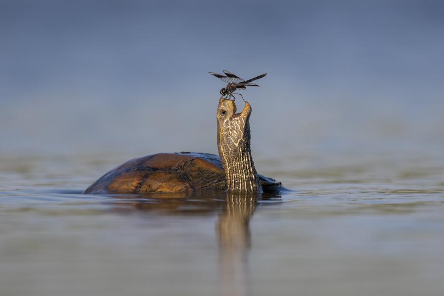 Tartaruga sorri para libélula que pousou em seu nariz / Foto: Tzahi Finkelstein